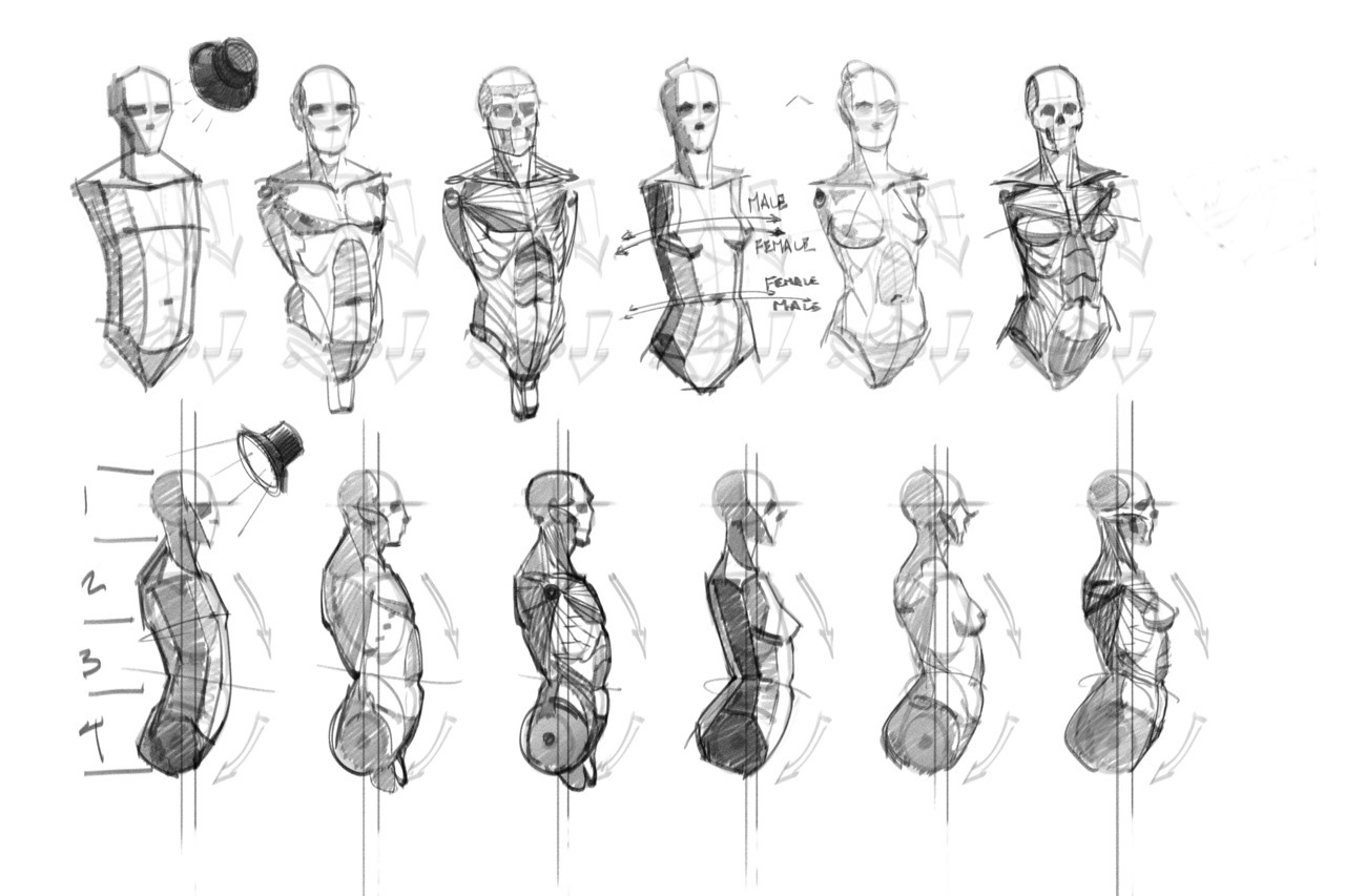 drawing Legs Anatomy torso life drawing how to draw figure ...