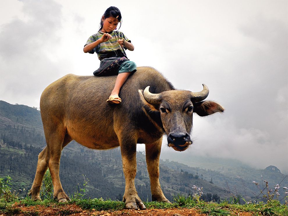 Child and Water Buffalo, VietnamPhoto: Denis Rozan
A young Hmong girl rides a water buffalo in Sa Pa, Vietnam.