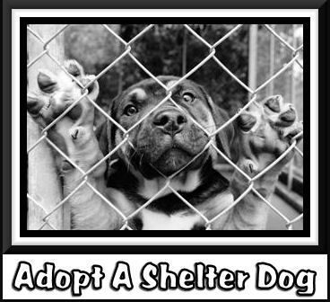 adopt a dog tumblr adopt a dog 368x336