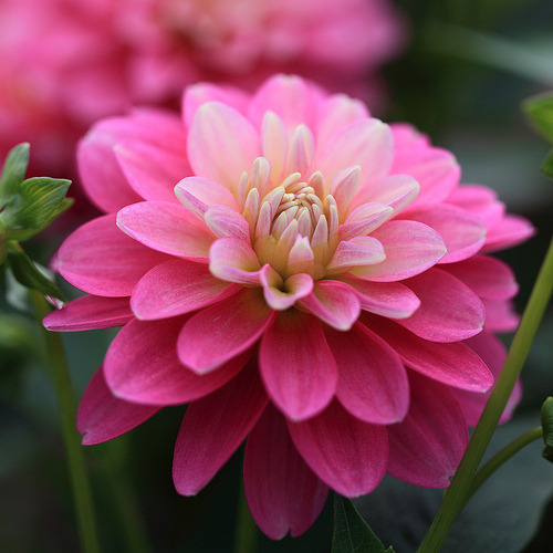 Dahlia &#8216;Rembrandt&#8217; (by Apricot Cafe)