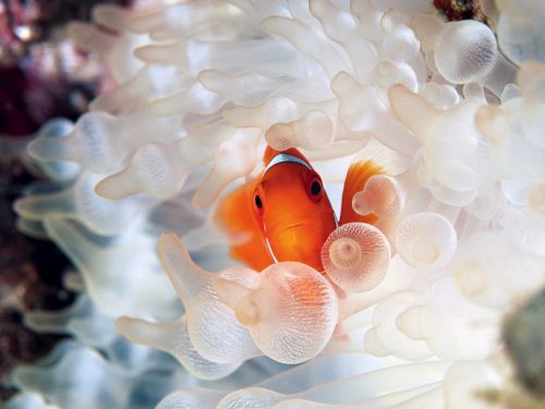 Mais de 30 fotos sub-aquáticas da National Geographic
