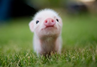 Baby Pigs Pictures on Baby Pigs   Tumblr