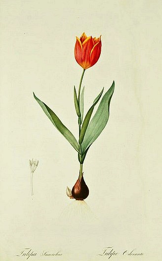 stilllifequickheart:

Pierre-Joseph Redoute
Tulip
1802-16
