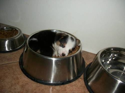 puppy sleeping in a dog bowl  画