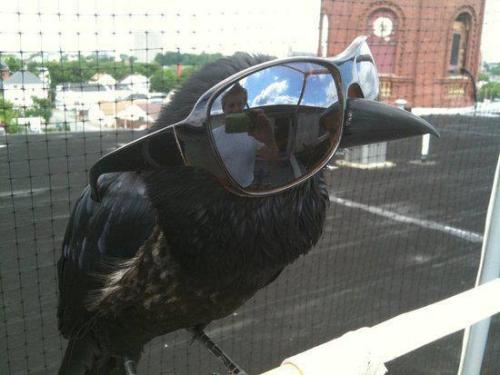queen-moriarty:

kristhegooseman:

thefrogman:

Once upon a midnight DEAL WITH IT.

I give a fuck, nevermore.

merely a bro, nothing more.
