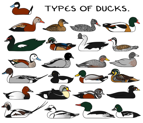 Can you name all the types of ducks in this illustration?