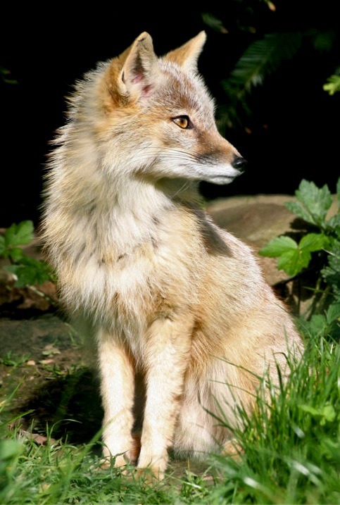 cyne-wulf:

Corsac Fox
