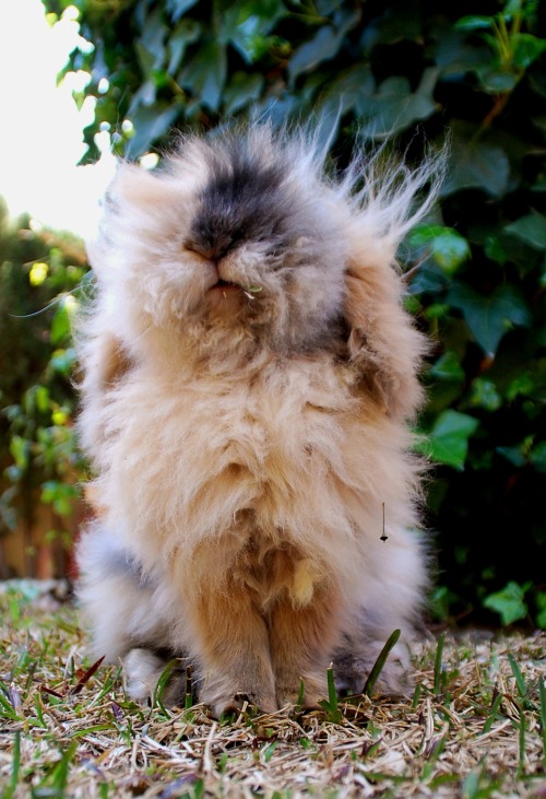 Bunny With Mohawk