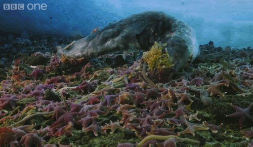 starfish feast on a whale's corpse