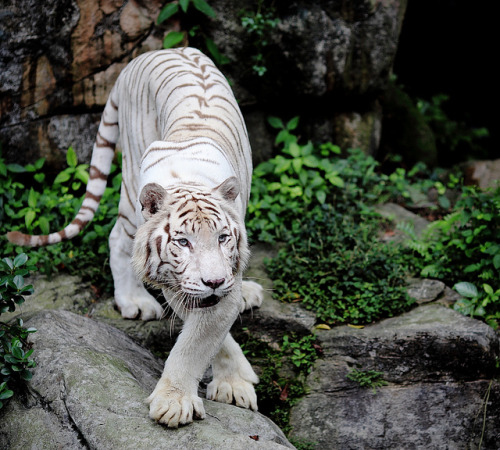 3piph4ny:

White tiger by m|s on Flickr.
