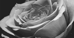 gif black and white gif flower gif rose gif bloom gif 