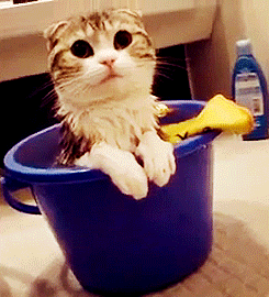 cat animated gif kittens pets bath time Cats Rule and Dogs Drool Rubber Ducky 