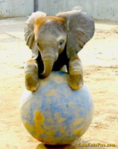 Baby Elephant Pictures