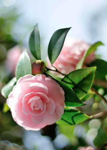 Camellia japonica (by myu-myu)