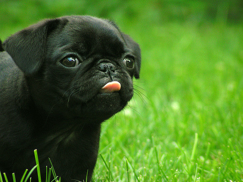 black pug tumblr pug puppies 500x375