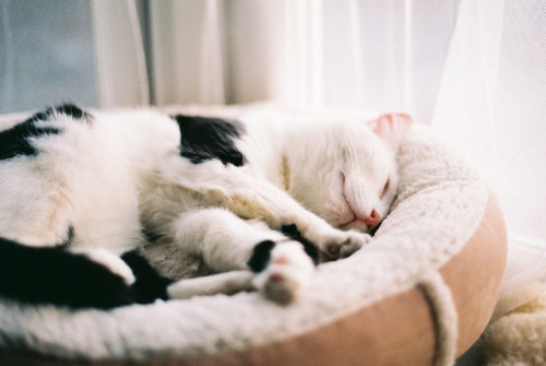 melodyandviolence:

(via Pixie asleep | Flickr - Photo Sharing!)
