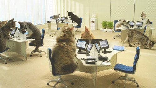 cat call center office cat answering phones gif WiffleGif