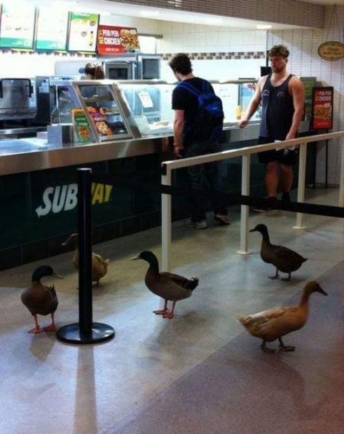 (via These Ducks Want It Their Way)