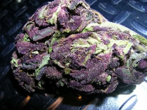 Purple Urkle Bud