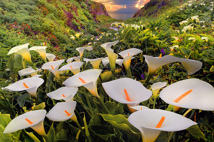 northedelweiss:

Cala Lilies In Big Sur

