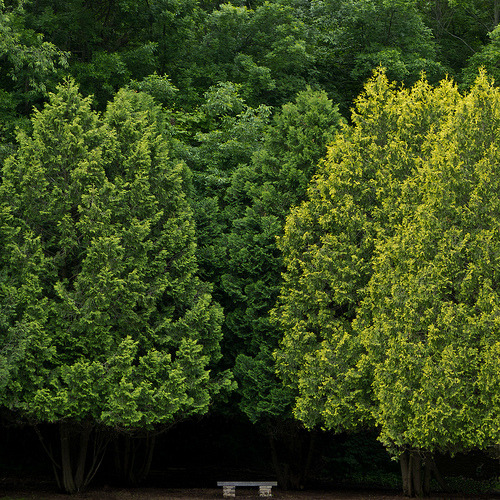 thenakedbrowneye:

Bench under Cedars (by William Flowers)
