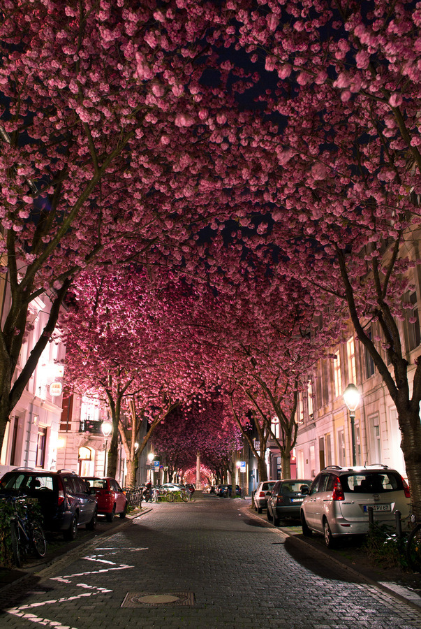 lovedesignlife:

“Cherry Blossom Avenue” by Marcel Bednarz.
