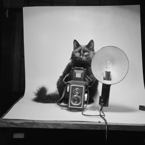 hautecatture:

A photographer kitty, 1954
