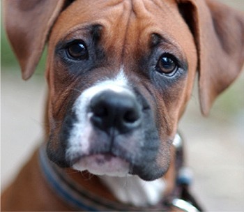 boxer dogs tumblr boxer dogs 350x304