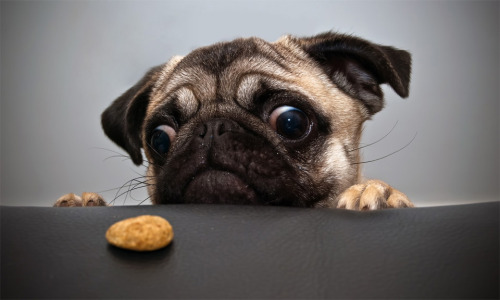 theanimalblog:

Pug wants cookie
