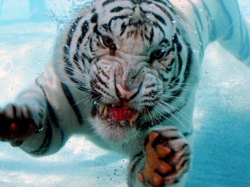 Diving Tiger Photo by Briana Taylor :) 