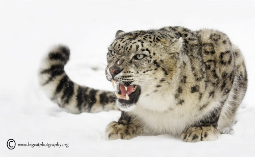  &#8220;Who says that I have to like the snow?!&#8221; by bigcatphotos UK :)
