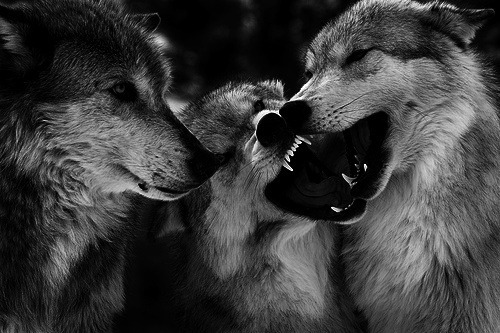 Волки (15 фото)