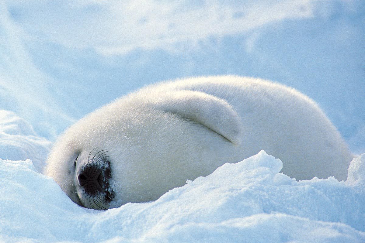 White Fluffy Seals