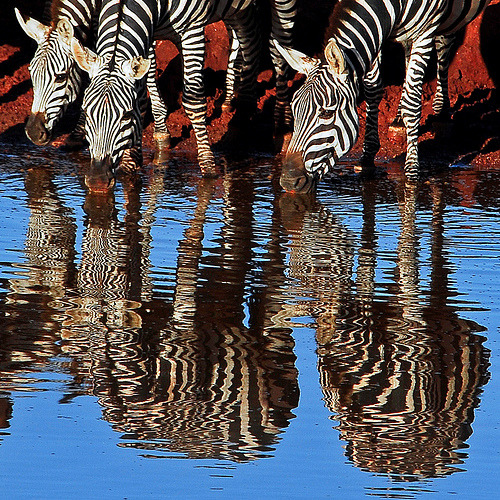 Zebras Drinking at Sunrise (by jay_kilifi) :)