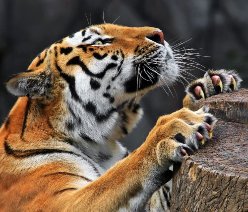&#8220;Claws&#8221; by Klaus Wiese :)