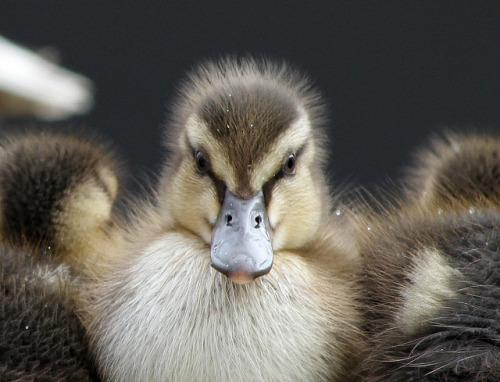 Am I the ugly duckling&#160;? by Helgi Skulason on Flickr. :)
