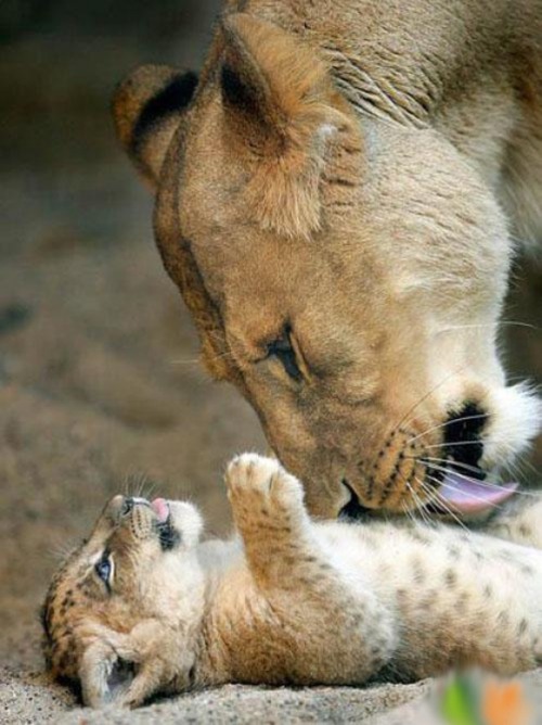 Mom, Itches via Cutest Paw :)