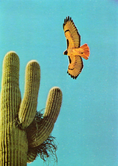 endilletante:

“The Life of the desert”. Our living world of nature. Ann and M. Suton. 1966.
