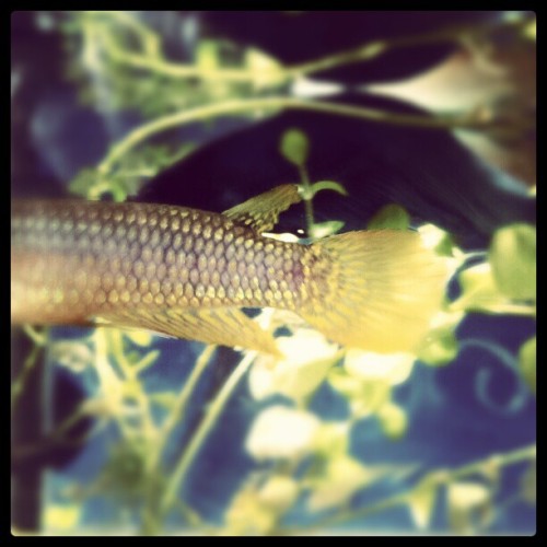 Golden womder fish (Taken with instagram)
