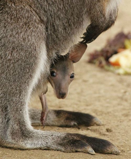 kari-shma:

Baby Kangaroo
