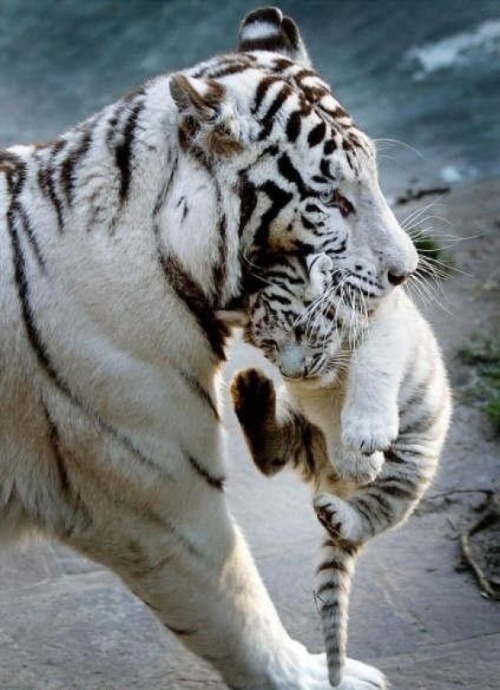 Mom and cub via Cutest Paw :)