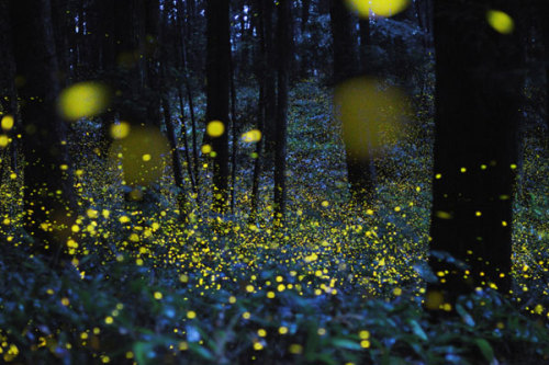 http://digitalphoto.cocolog-nifty.com/digitalphoto/2011/06/post-dcce.html#more
(via Fireflies Sparkle In Long-Exposure Photos)