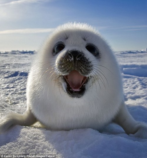 All smiles (via Meet the incredible smiling seal! How an intrepid photographer crawled across the ice on his stomach to get these amazing images | Mail Online) :)