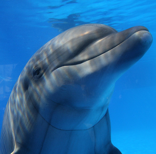 Smiling Dolphin by Eldad Hagar (Please support Hope For Paws) on Flickr. :)