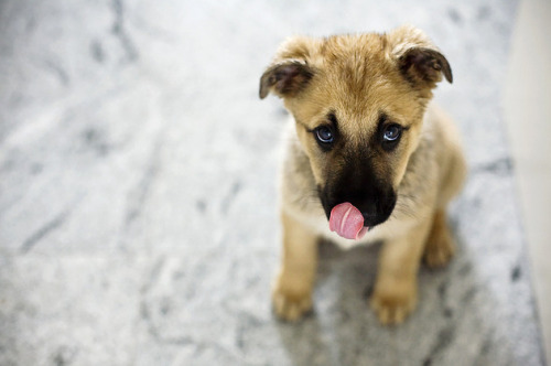 9 λόγοι για να αποκτήσετε έναν ημίαιμο σκύλο...