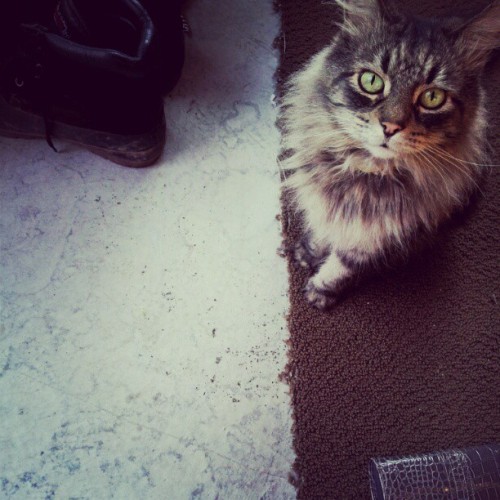 Pretty kitty. Furball (Taken with instagram)