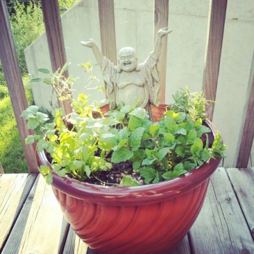 The happy potted herb garden (Taken with instagram)
