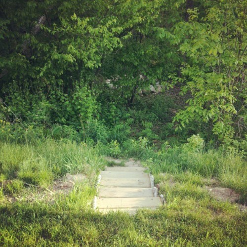 Into the woods (Taken with instagram)