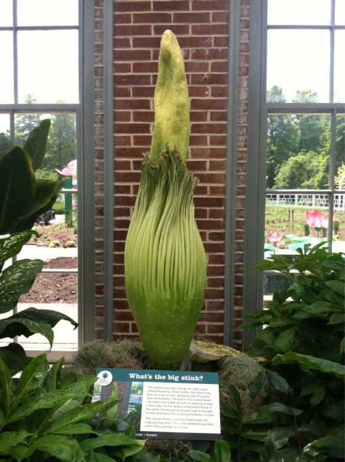 YES!!
reclaimingm:

World’s largest flower. It’s called the corpse flower. When it opens it smells like rotten human flesh. Set to bloom anytime in the next 3 days.
The Missouri botanical Gardens really are the best.
