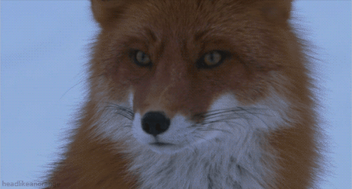 Enjoy These Amazing High-Def Nature GIFs